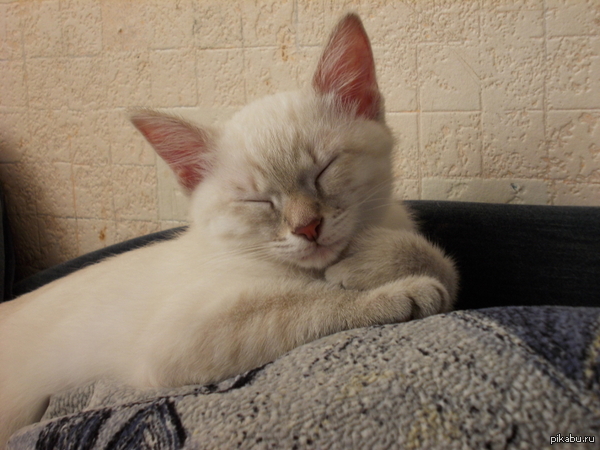 ����� �������� ������