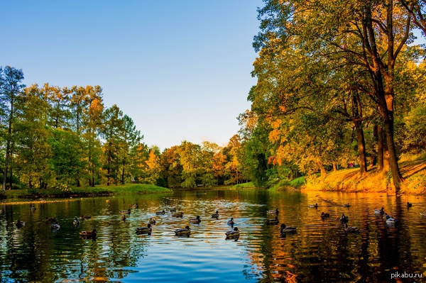 ����������� ���� �������� � ������ ��. �.�. ������. �����-���������.