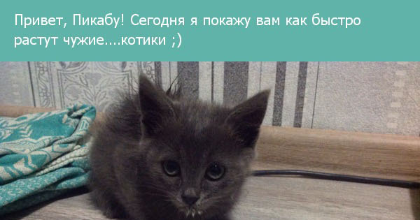 Как быстро растут чужие котики | Пикабу