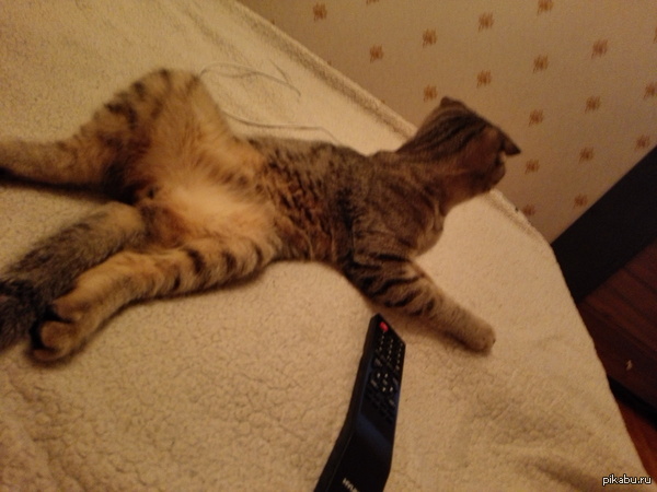 Мой кот поломался))