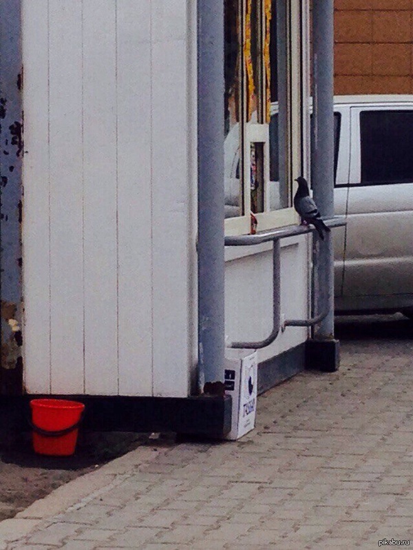 Пачку семок пожалуйста