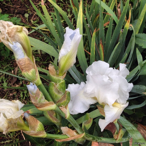 ������ ����� ������� ������ �������� � �������...