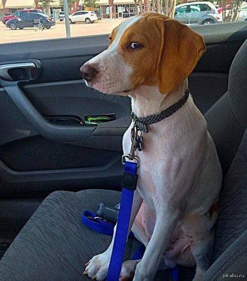 Кто пукнул?