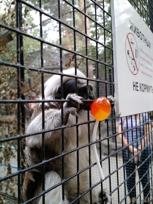 Ты не ты, когда голоден (с)