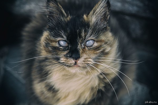 Сильный кот