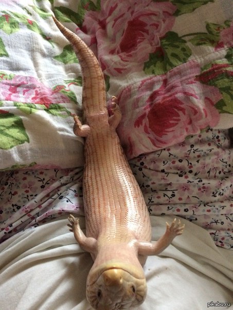 Вот вам улыбающаяся ящерица)