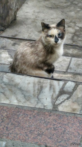 Косоглазая красавица