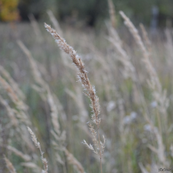 Осень наступила