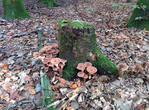 Honey mushrooms - My, Autumn, Mushrooms, Honey mushrooms, Stump