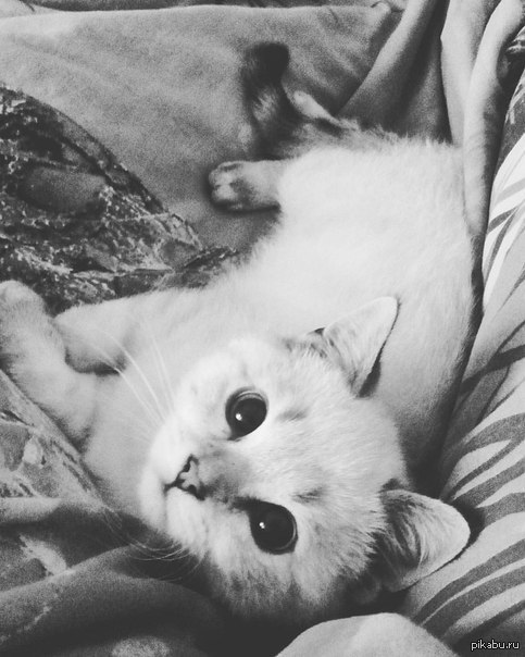 Просто мой кот.
