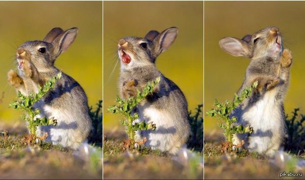 Не ожидал | Пикабу