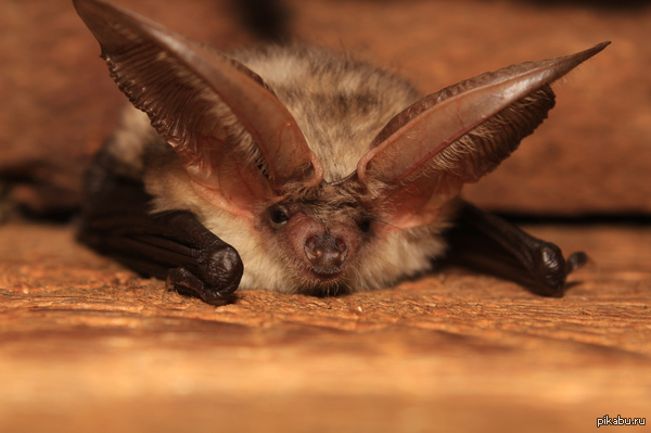 �������� ��������