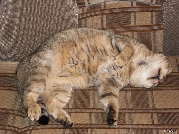 ��� ��� ������