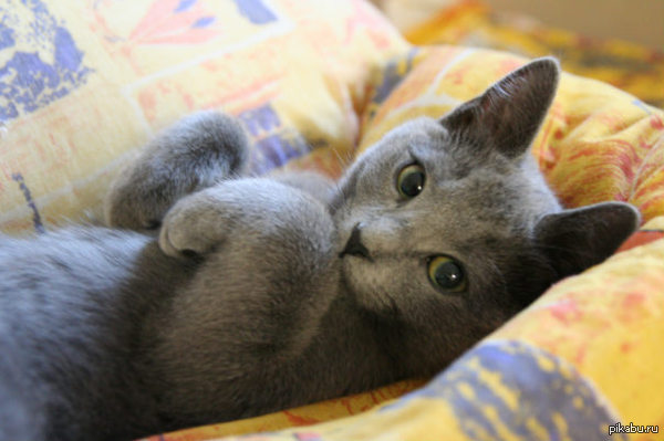 ����� ������