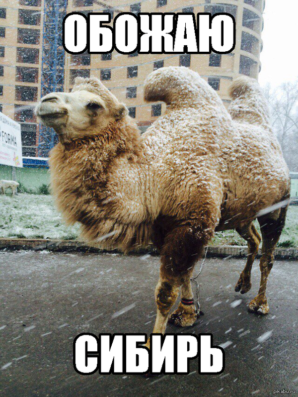 Верблюд и снег