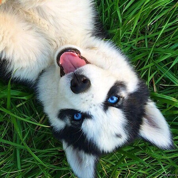 Весёлая Аиси