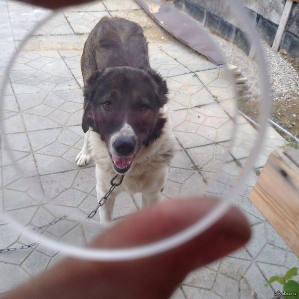 ������ �������