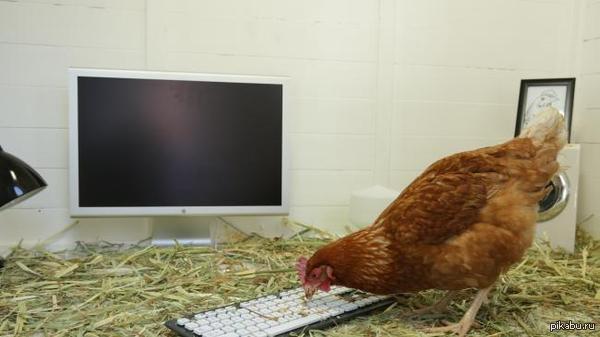      .     .    Chicken Treat     Twitter  ,       .