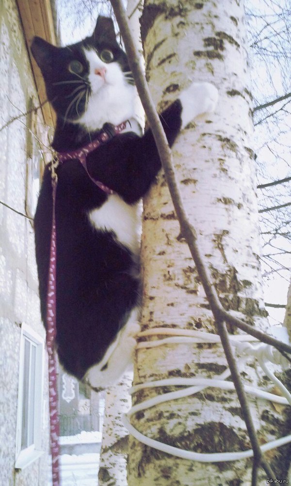 ��� ���� ���������?