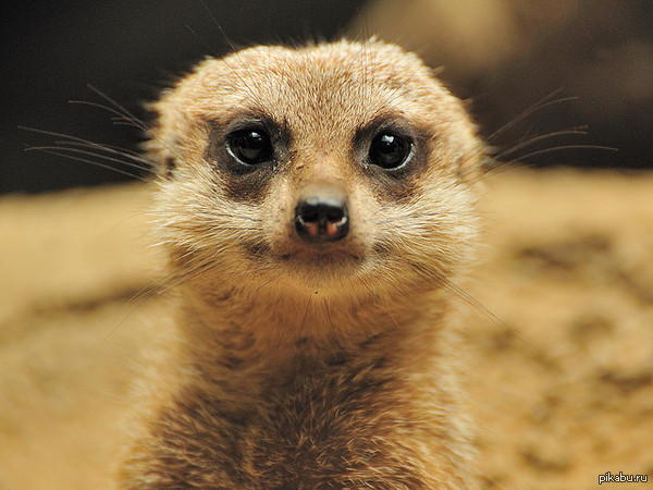 ��������. ������� ���������� :3