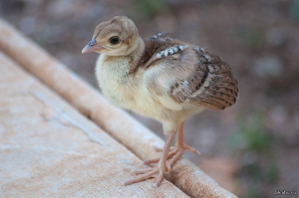 ��� ��� �������� �������� ������� ^^