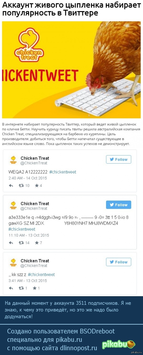 В твиттере появился аккаунт живой курицы.