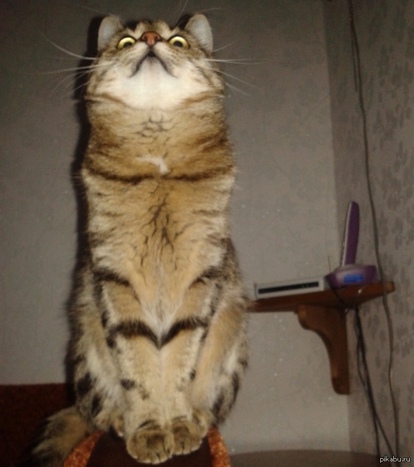 Кошачья упоротость