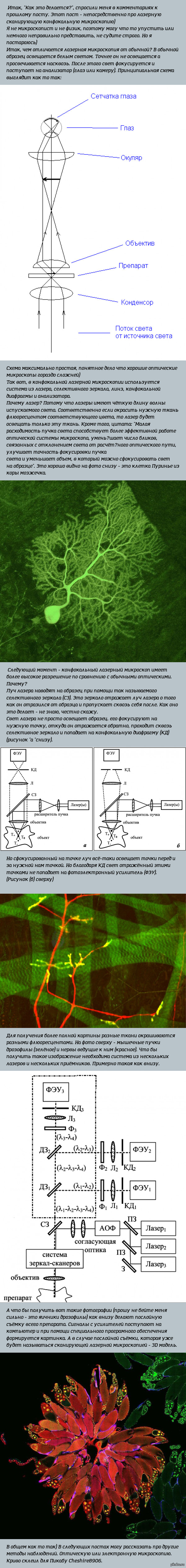 Конфокальная микроскопия - как это делается?