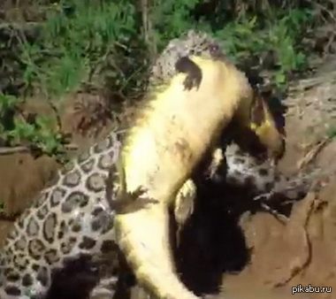 Ягуар поймал крокодила под водой