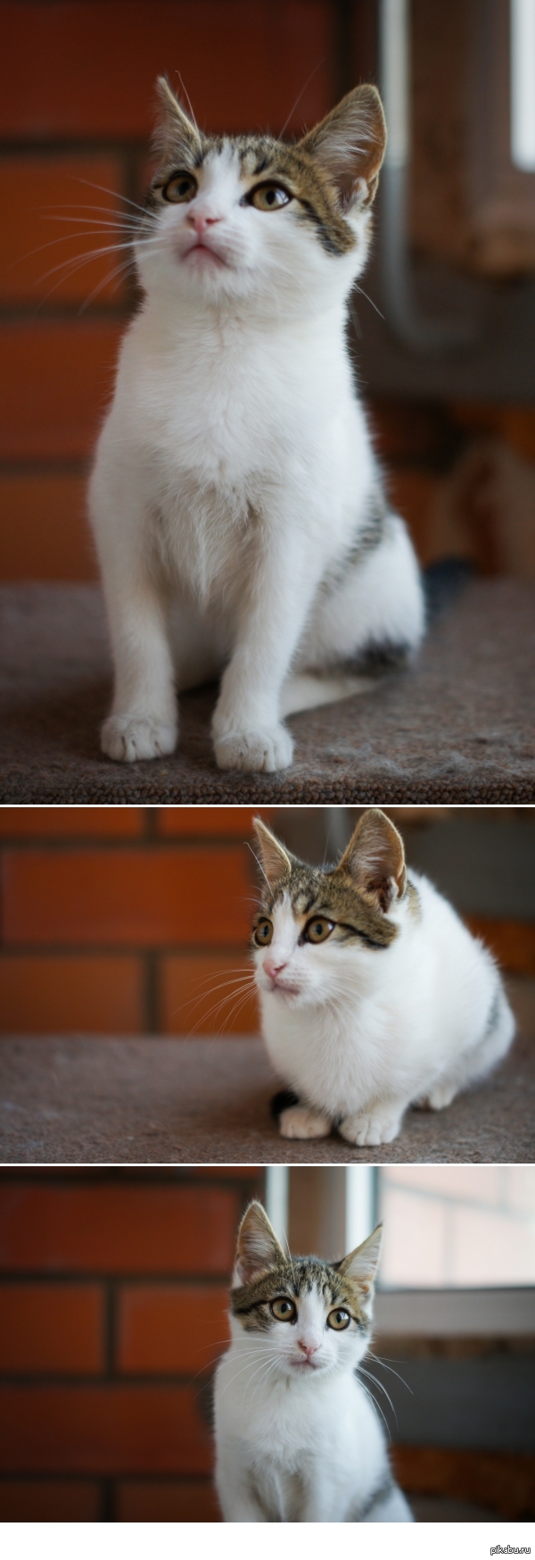 ������� ���� ���