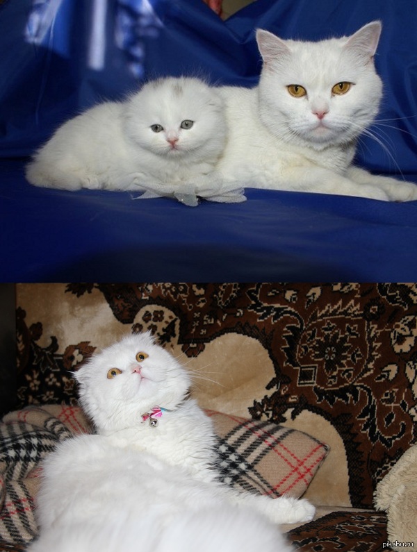 ������ ����� �����