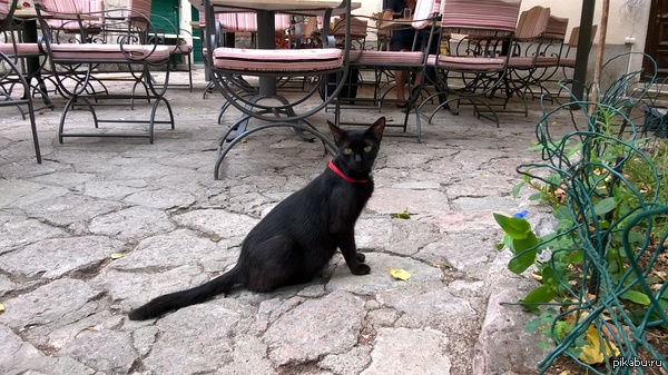 Черногорский котик