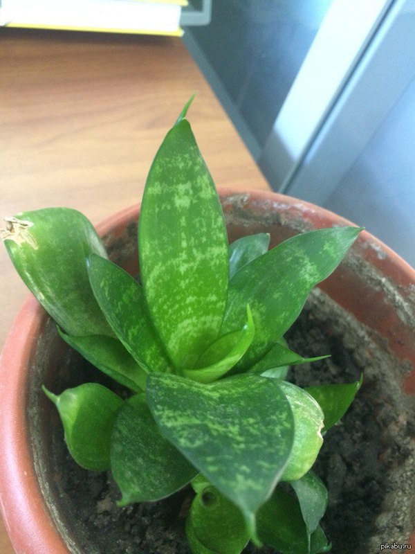 ������� �����������, ���������� ����������!!!!!!