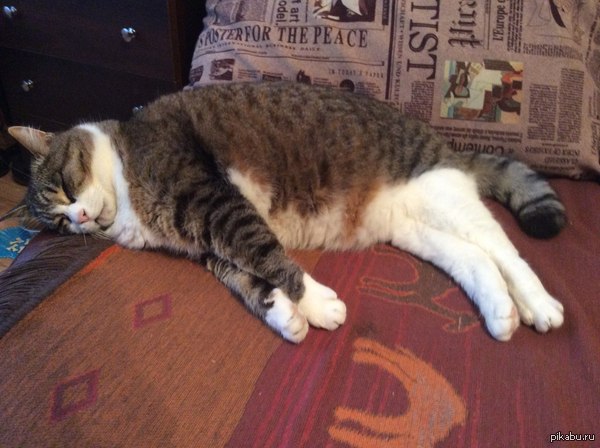 Просто спящая кошка