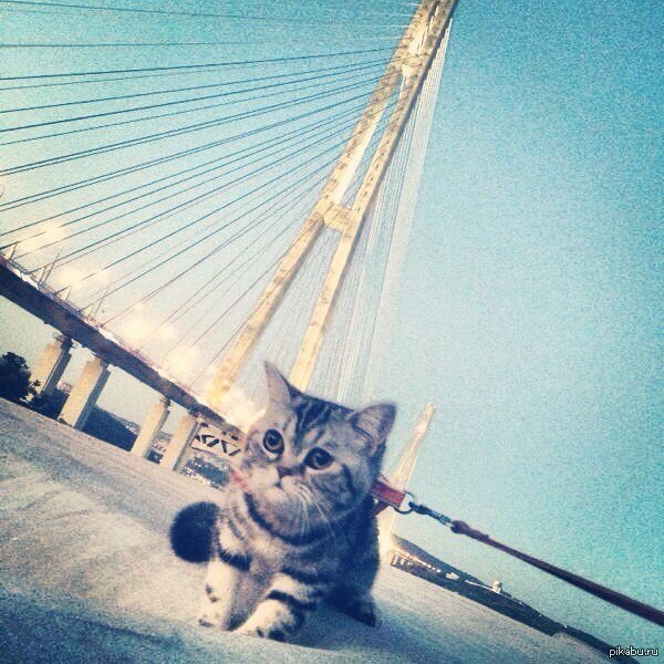 A cat on the background of the Golden Bridge - fortunately. - Vladivostok, cat, Bridge