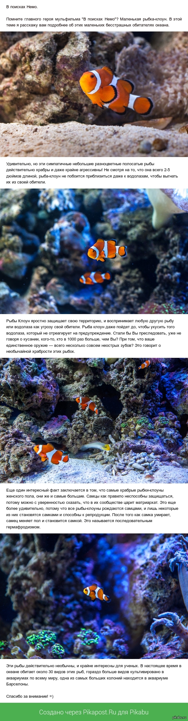 В поисках Немо. Кое-что о рыбах-клоунах.