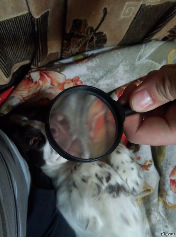 �������� ���