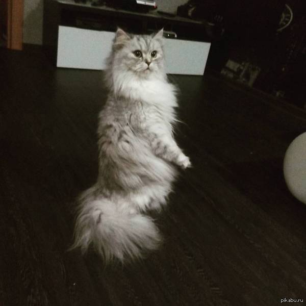,  ?)))