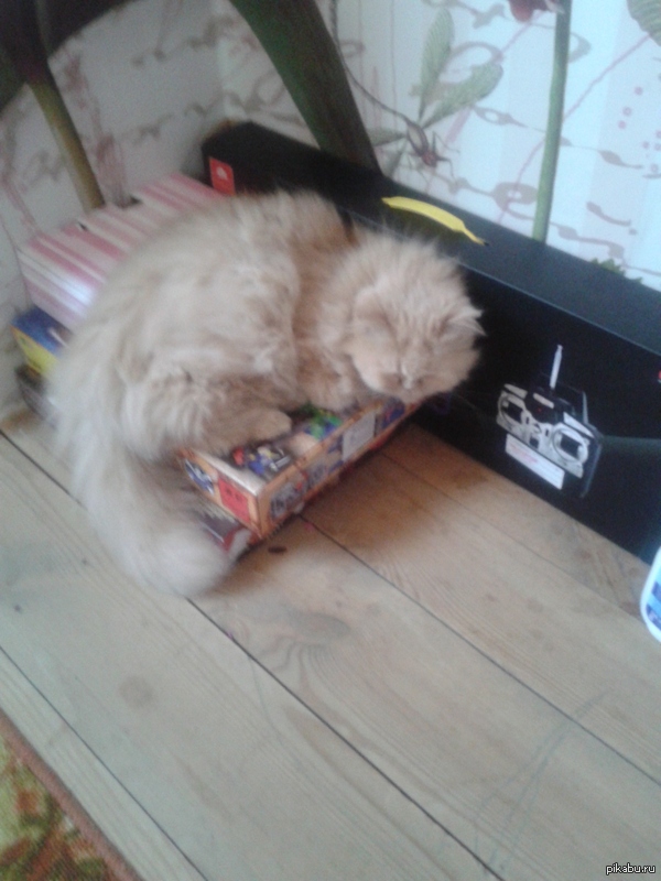 ��� ������ �����