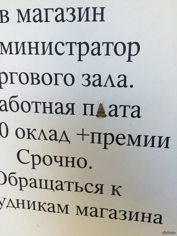 Мотылек работает буквой Л
