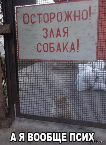 котэ псих
