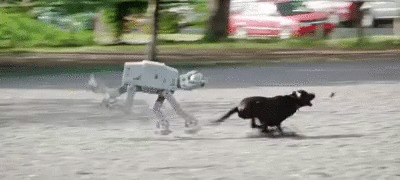 Домашний любимец