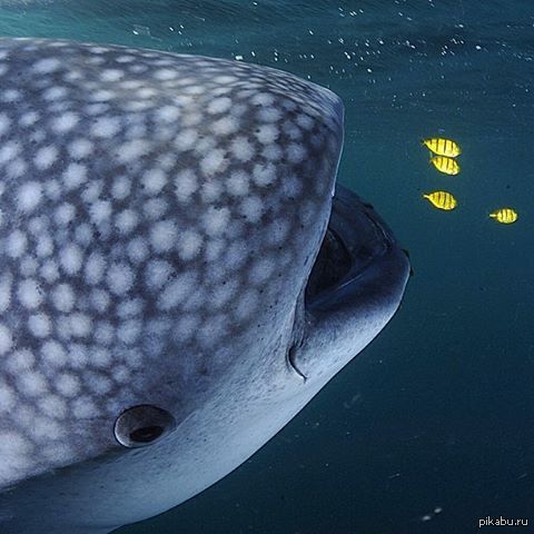 Гигантская китовая акула. Акула кит. Китовая акула. Китовая акула риф нингалу. Бронзовая китовая акула.