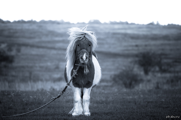 . Pony