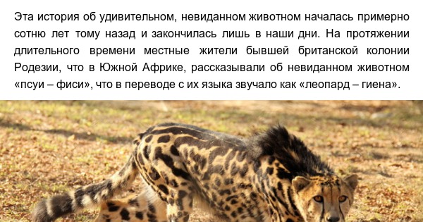Проект невиданные животные 3 класс