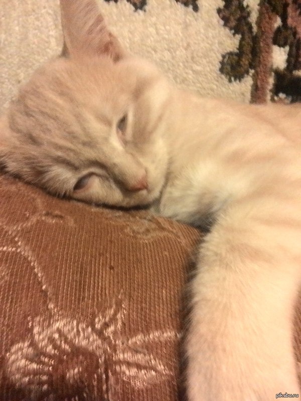 ���, �� ���...