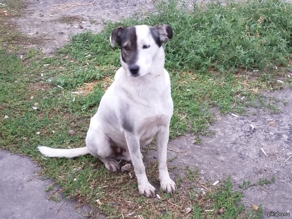 Загрузка собаки выполнена на 50%...