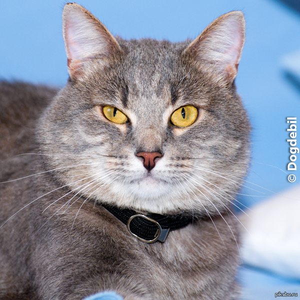 ����� ��� �� ��������