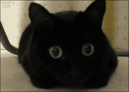 Глаза есть не мигаю. Гифки с котиками. Черный кот с выпученными глазами. Кошки гифки. Черный кот с вытаращенными глазами.