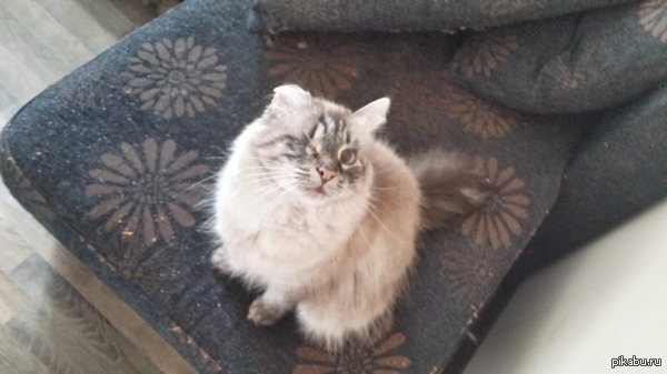Мои котики ^_^